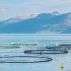 Preocupa posible habilitación de salmoneras en el Atlántico