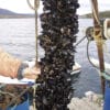 Newsan Foods avanza en la producción de mejillones
